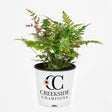 Brilliance autumn fern in a nursery pot