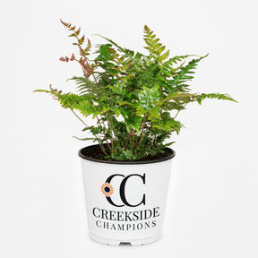 Brilliance autumn fern in a nursery pot