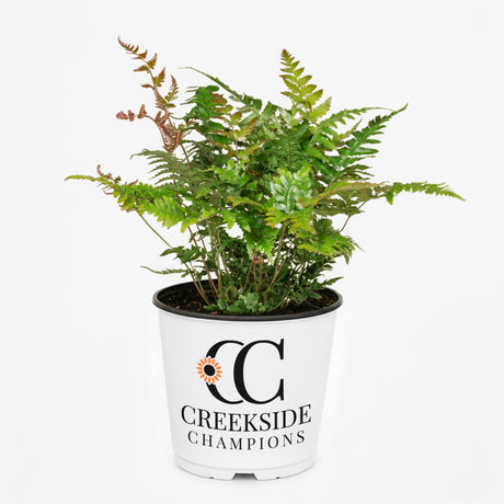 Brilliance autumn fern in a nursery pot