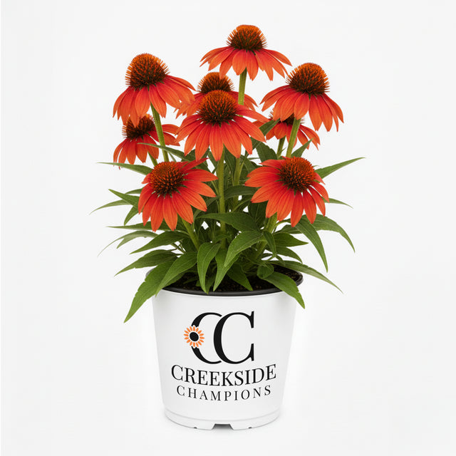 Orange echinacea blooms in a nursery pot