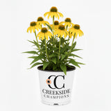 yellow echinacea flowers in a pot, Sombrero Lemon Yellow Improved
