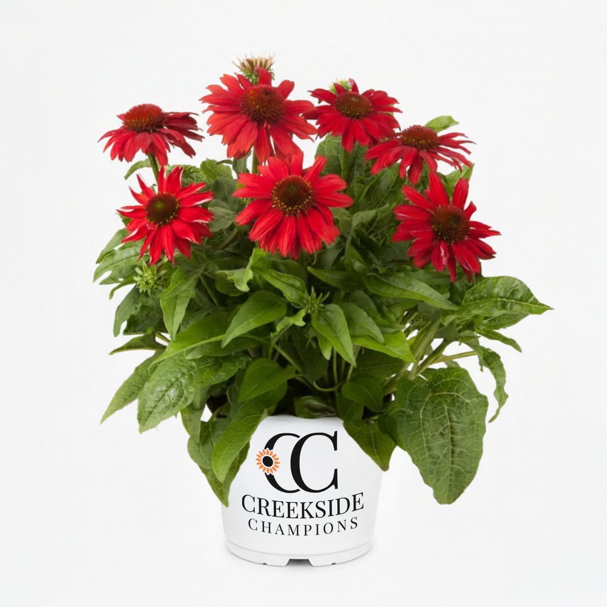 Salsa Red echinacea with red blooms in a pot
