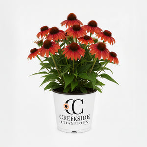 Sombrero Sangrita echinacea with red flowers in a pot