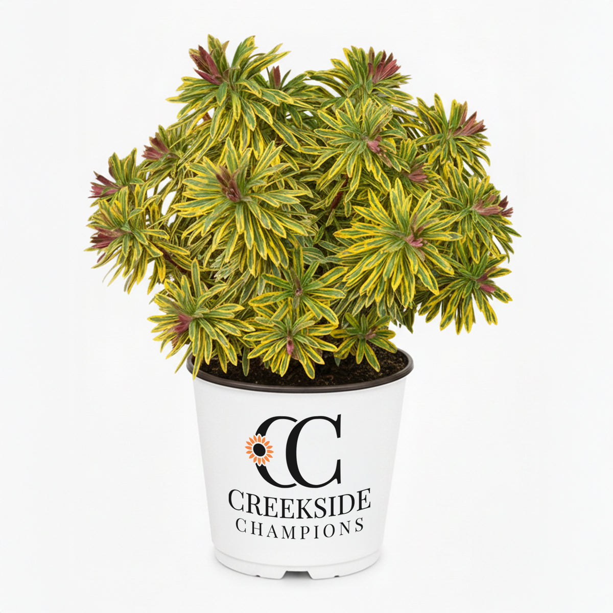 Ascot Rainbow euphorbia in a nursery pot