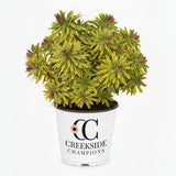 Ascot Rainbow euphorbia in a nursery pot