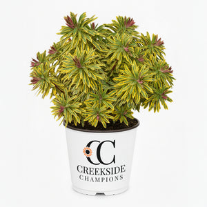 Ascot Rainbow euphorbia in a nursery pot