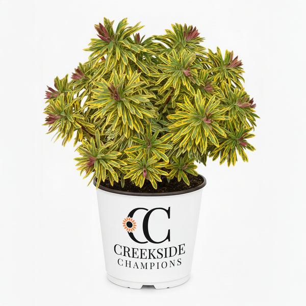 現地株　Euphorbia globosa 発根済　鉢のまま発送　コーデックス CC-Pot-Euphorbia-Ascot-