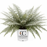 Godzilla giant Japanese painted fern in a nursery pot