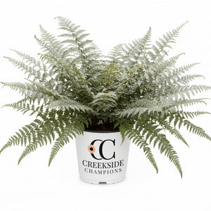 Godzilla giant Japanese painted fern in a nursery pot