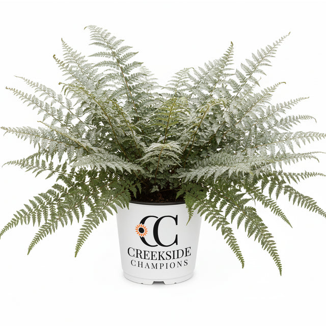 Godzilla giant Japanese painted fern in a nursery pot