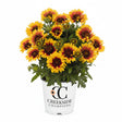 Spintop Red Starburst gaillardia in a pot