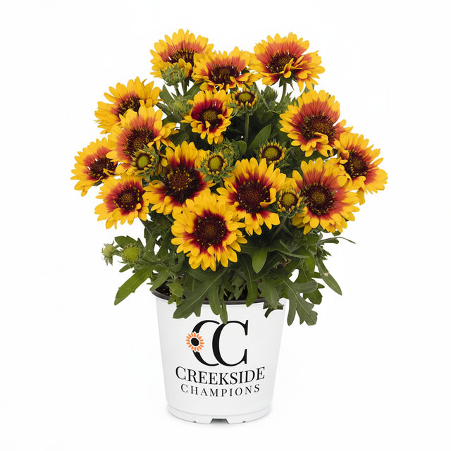 Spintop Red Starburst gaillardia in a pot