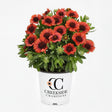 Spintop Red gaillardia with red and yellow blooms in a pot