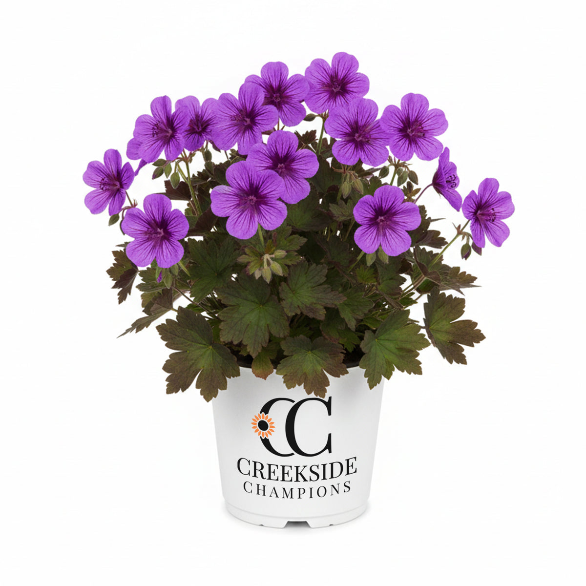 Perfect Storm geranium with green leaves in a pot