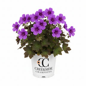 Perfect Storm geranium with green leaves in a pot