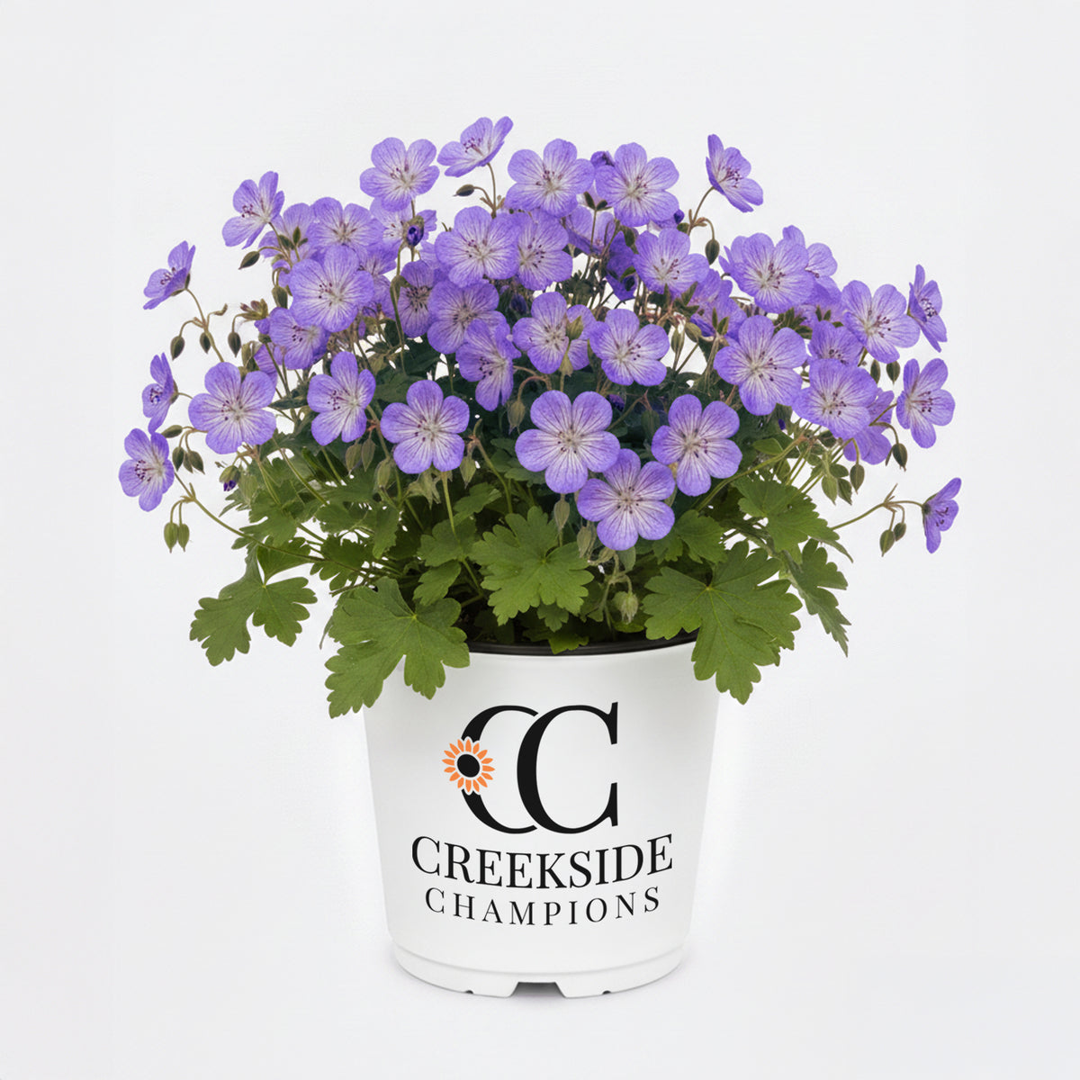 Rozanne hardy geranium in a nursery pot