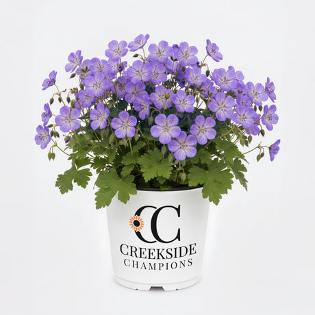 Rozanne hardy geranium in a nursery pot