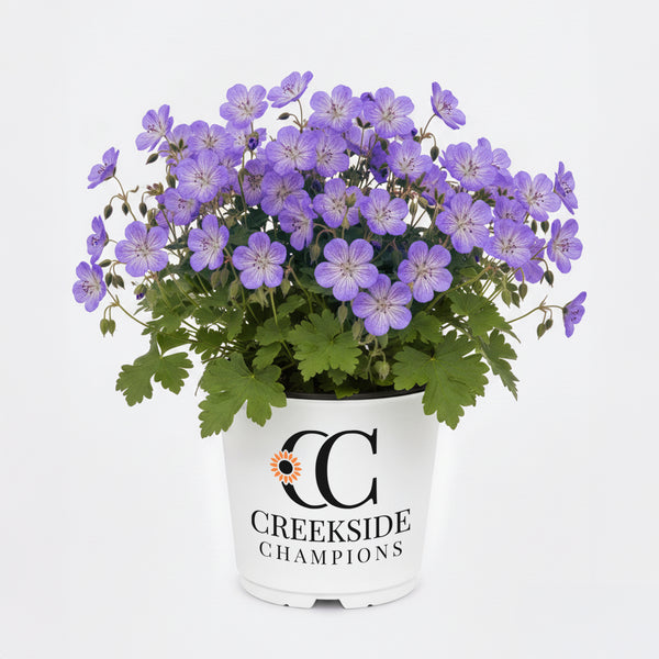Rozanne' Hardy Geranium