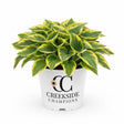 Golden Tiara hosta in a nursery pot with green leaves