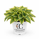 Golden Tiara hosta in a nursery pot with green leaves