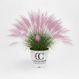 Undaunted Muhly Grass in a nursery pot