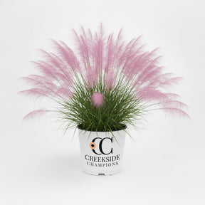Undaunted Muhly Grass in a nursery pot