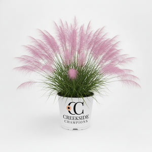 Undaunted Muhly Grass in a nursery pot