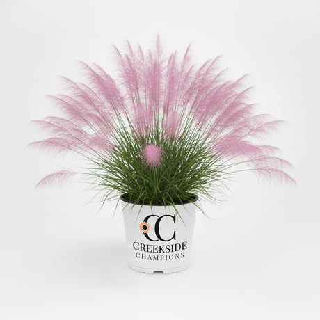 Undaunted Muhly Grass in a nursery pot
