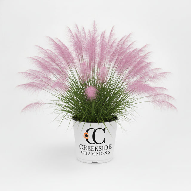 Undaunted Muhly Grass in a nursery pot
