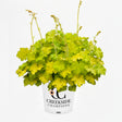 Lemon Love' heuchera with lime foliage in a nursery pot
