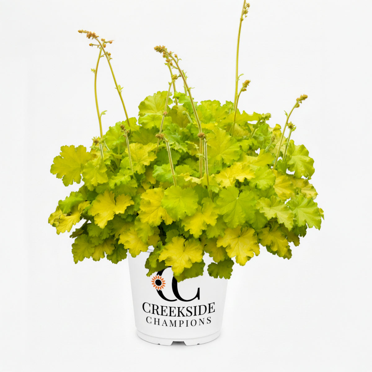 Lemon Love' heuchera with lime foliage in a nursery pot