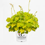 Lemon Love' heuchera with lime foliage in a nursery pot