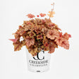 Copper King heucherella in a nursery pot