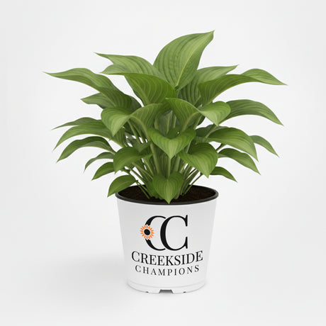 Guacamole hosta with green and gold leaves in a pot