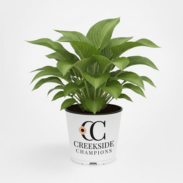 Guacamole hosta with green and gold leaves in a pot