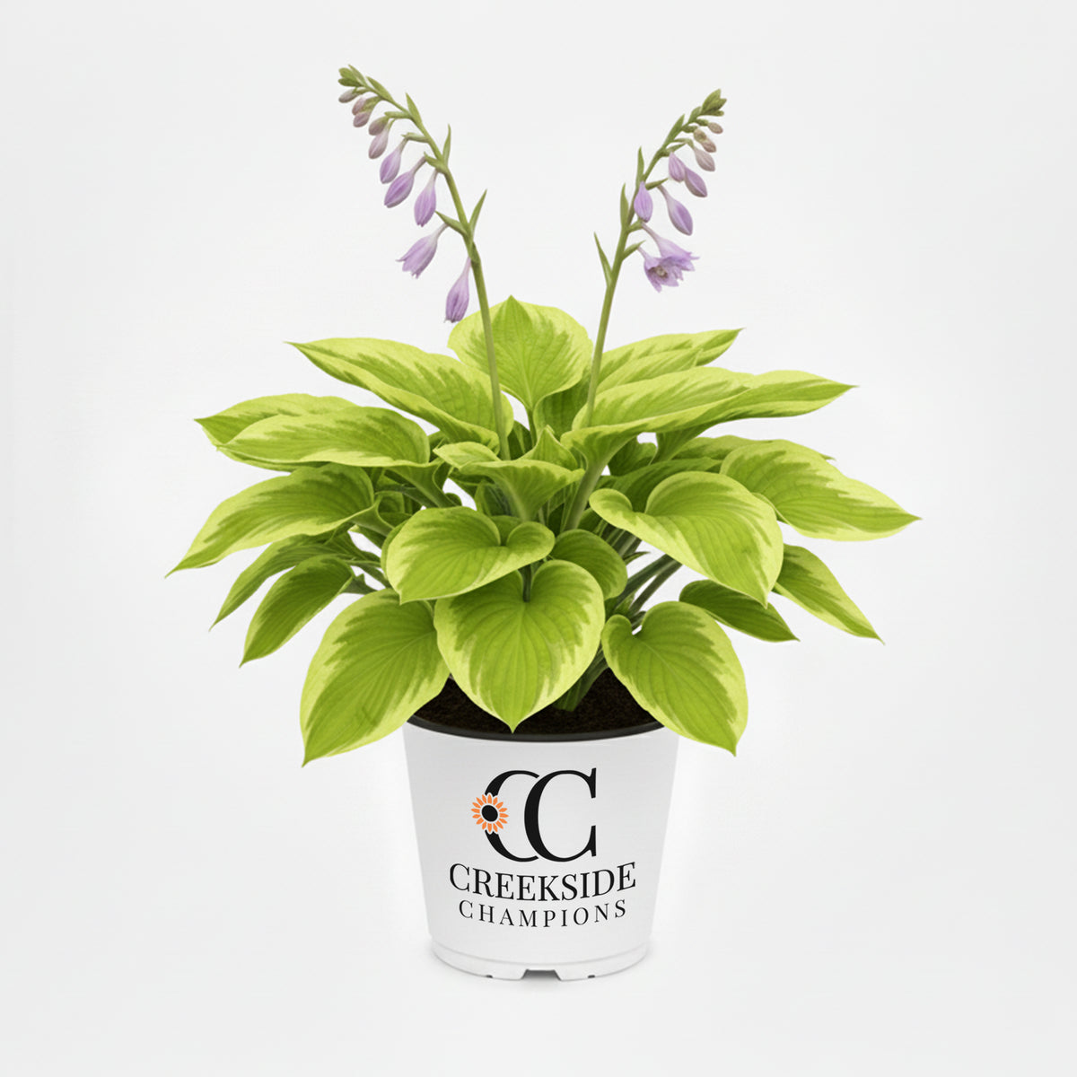 Stained Glass hosta with variegated leaves in a pot