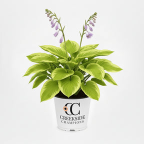 Stained Glass hosta with variegated leaves in a pot