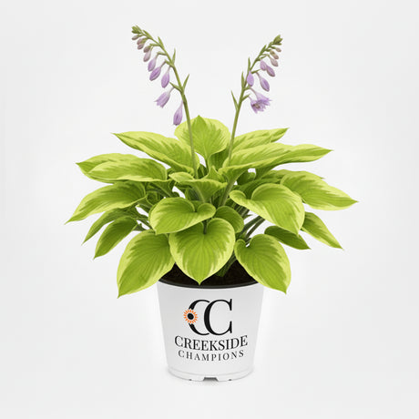 Stained Glass hosta with variegated leaves in a pot
