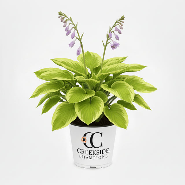 Stained Glass hosta with variegated leaves in a pot