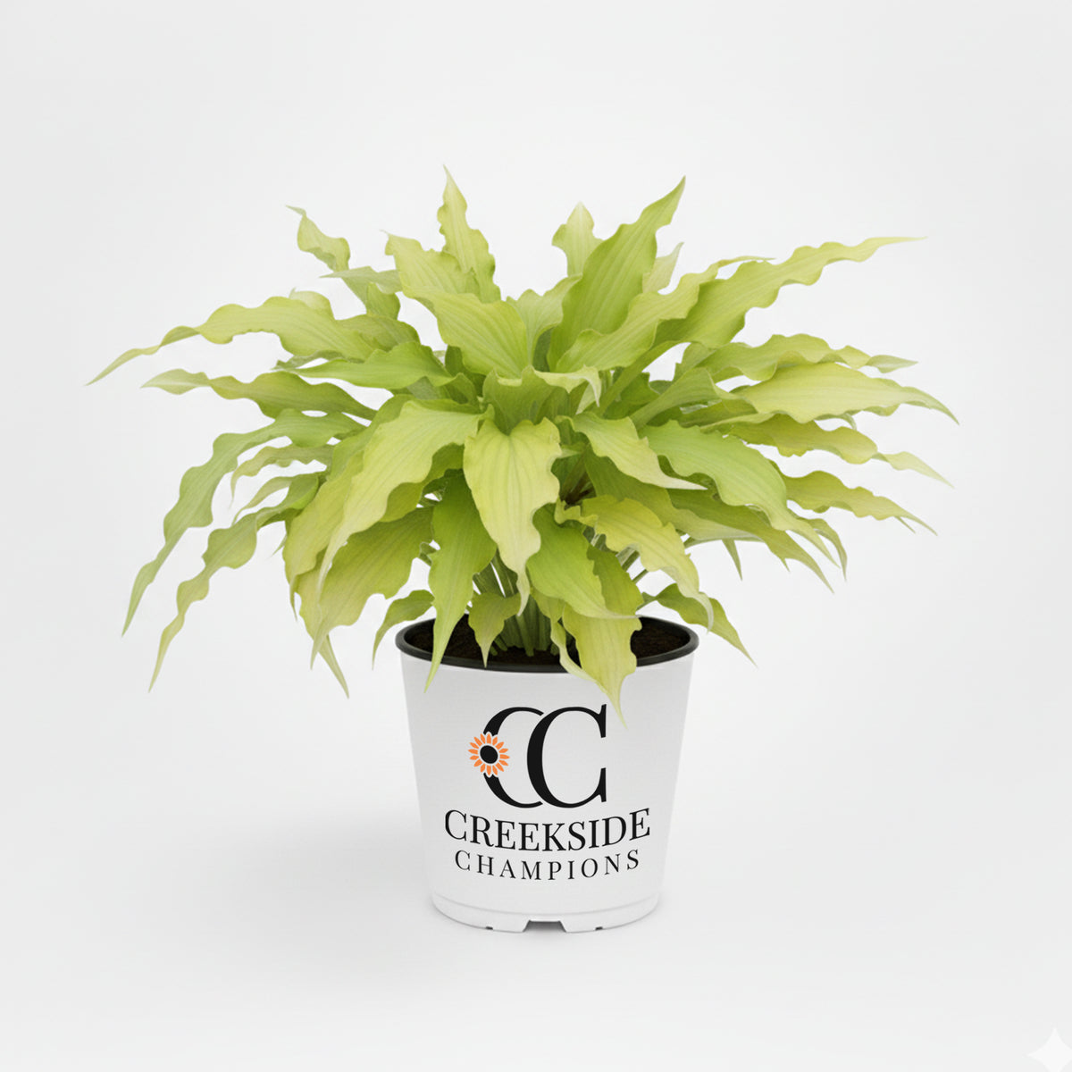 Wiggles and Squiggles hosta with curved green leaves in a pot