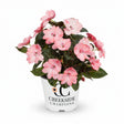 SunPatiens Compact Blush Pink impatiens in a pot