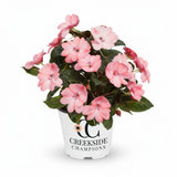 SunPatiens Compact Blush Pink impatiens in a pot
