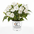 White SunPatiens impatiens in a nursery pot