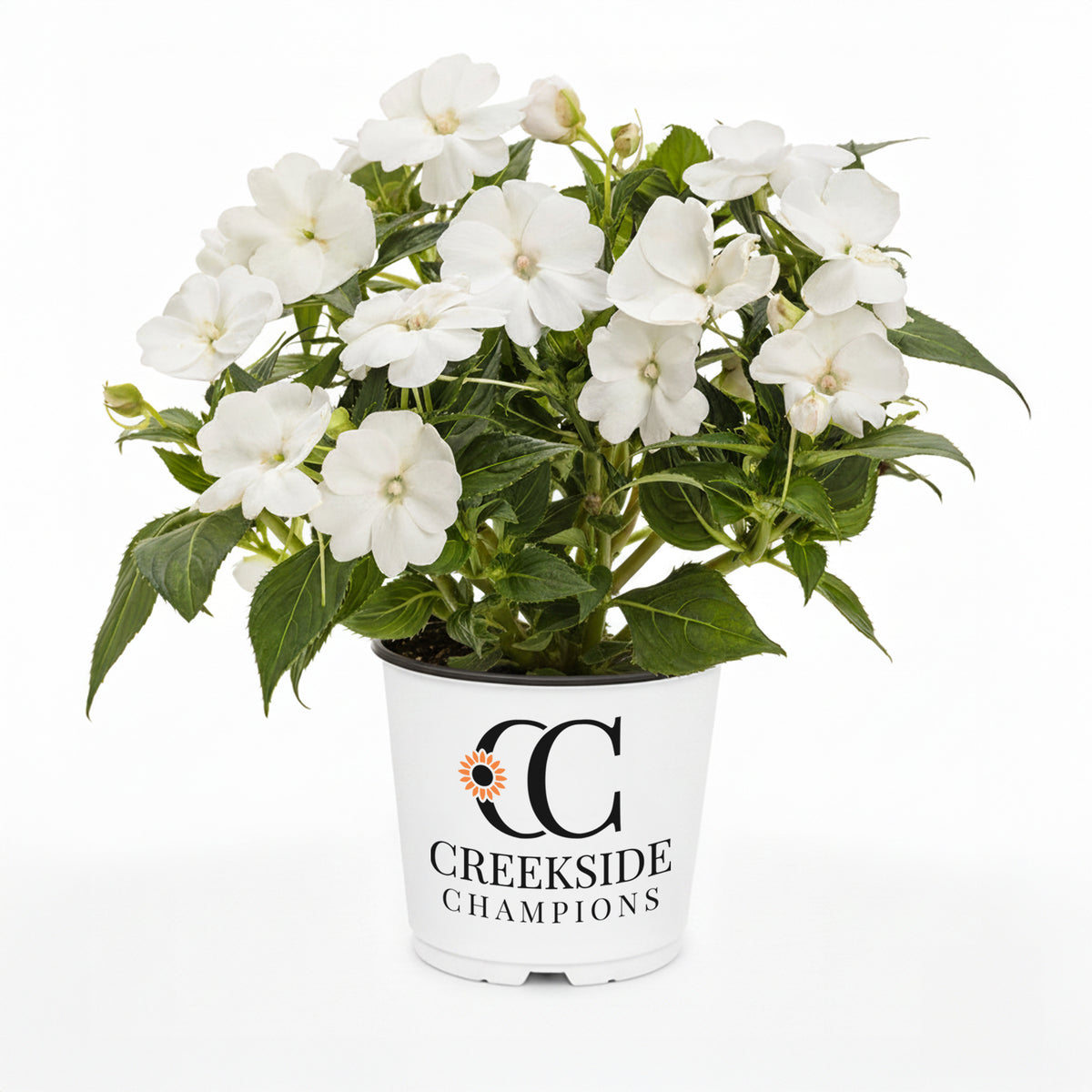 White SunPatiens impatiens in a nursery pot