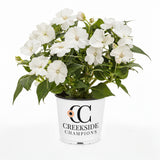 White SunPatiens impatiens in a nursery pot