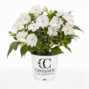 White SunPatiens impatiens in a nursery pot