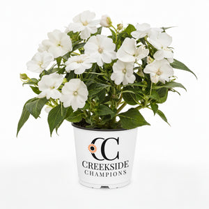 White SunPatiens impatiens in a nursery pot