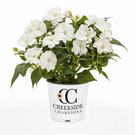 White SunPatiens impatiens in a nursery pot