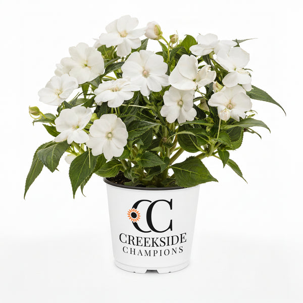 SunPatiens® 'Compact Classic White' Impatiens | Creekside