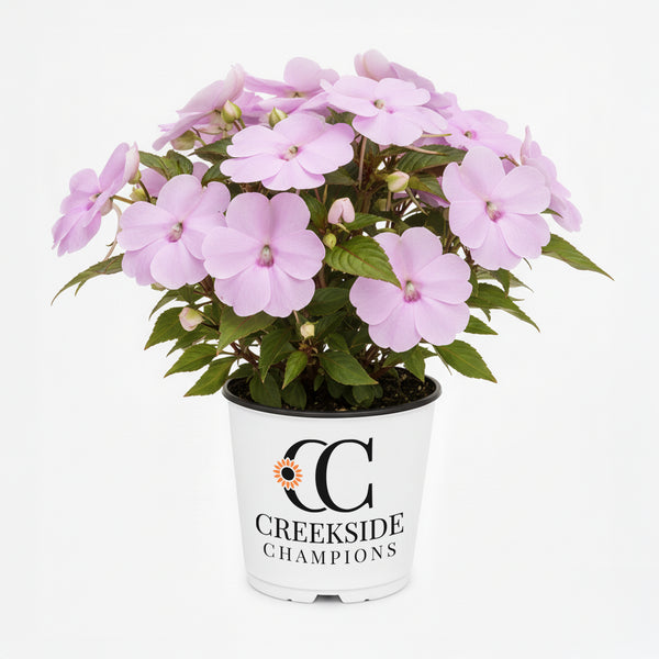 CC-Pot-ImpatiensSunPatiens-